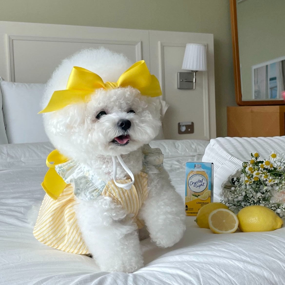Pet Bow Headband