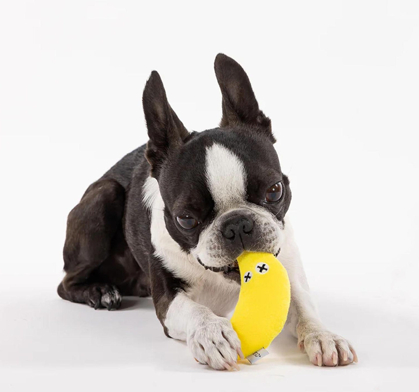 Fruit Squeaky Toy Series